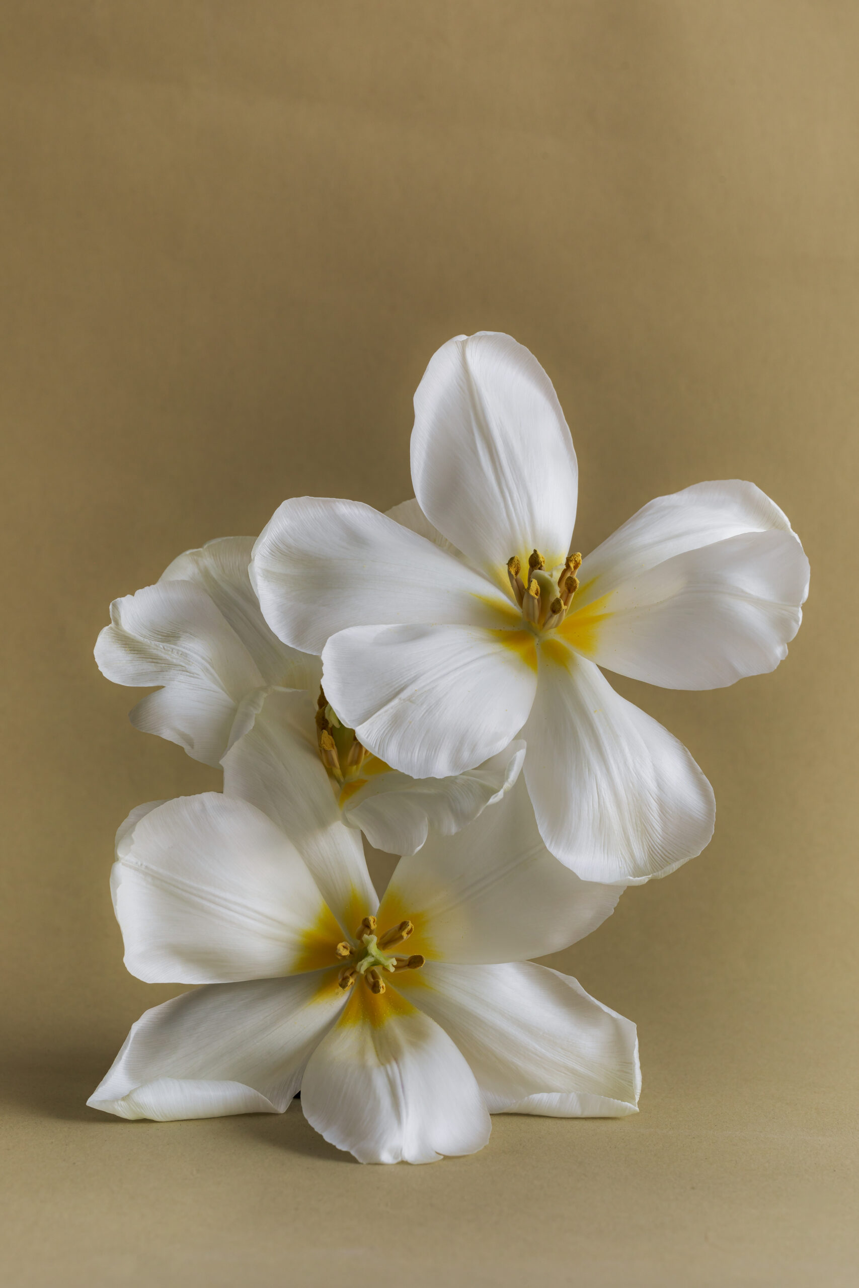 Decorative image on the Contact Align Counseling TX page